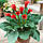 Калла Red Alert 18/20, фото 4