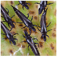 Трипси на рослинах: опис і способи боротьби зі шкідниками