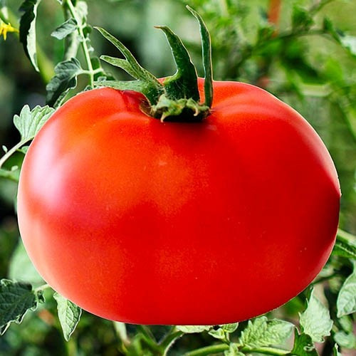 Насіння томат Андріївський сюрприз 0,1г