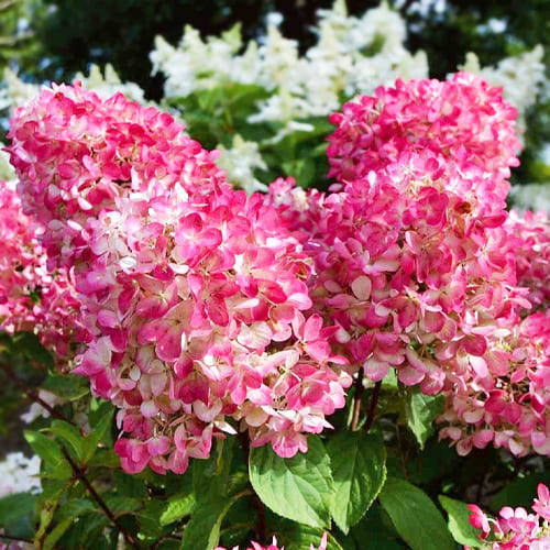 Гортензия Pink Diamond Метельчатая Розовый 1шт. Florium (ID#2328657792 ...