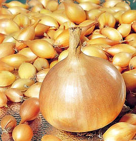 Цибуля саджанка озима Радар Broer 1 кг Голландія округла 10-21 мм