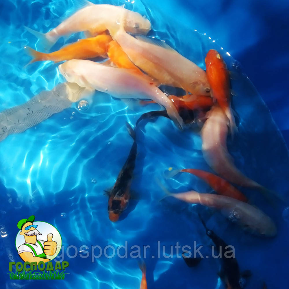 Декоративні рибки для ставка, короп КОІ для вашої водойми, фото 1