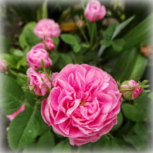 Троянда старовинна Помпон де Бургонь (Pompon de Bourgogne), фото 1