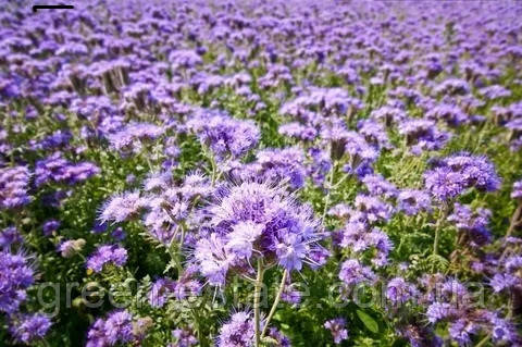 Насіння фацелії