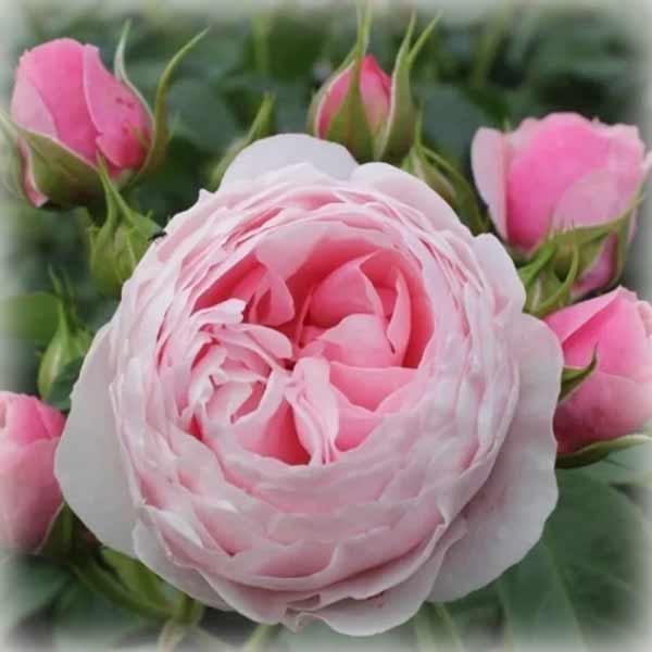 Троянда Ганс Гоневейн Роуз (Hans Gonewein Rose), флорибунда в контейнері, фото 1
