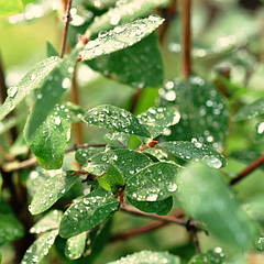 Прилипачі (ПАР)