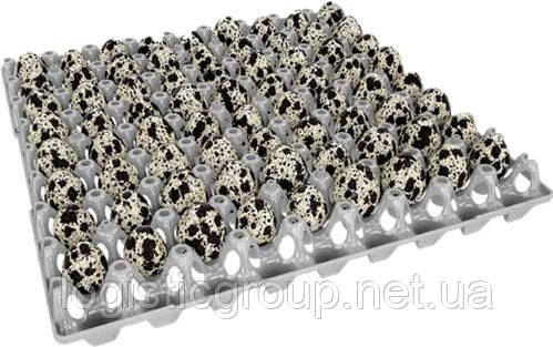 Лоток для перепелиного яйца (ID#2329522458), цена: 36 ₴, купить на Prom.ua