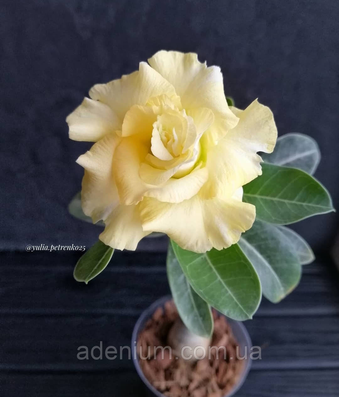 Аденіум Yellow Jasmine (щеплення #1)