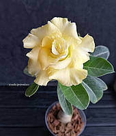 Аденіум Yellow Jasmine (щеплення #2)