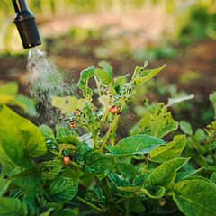 Інсектициди