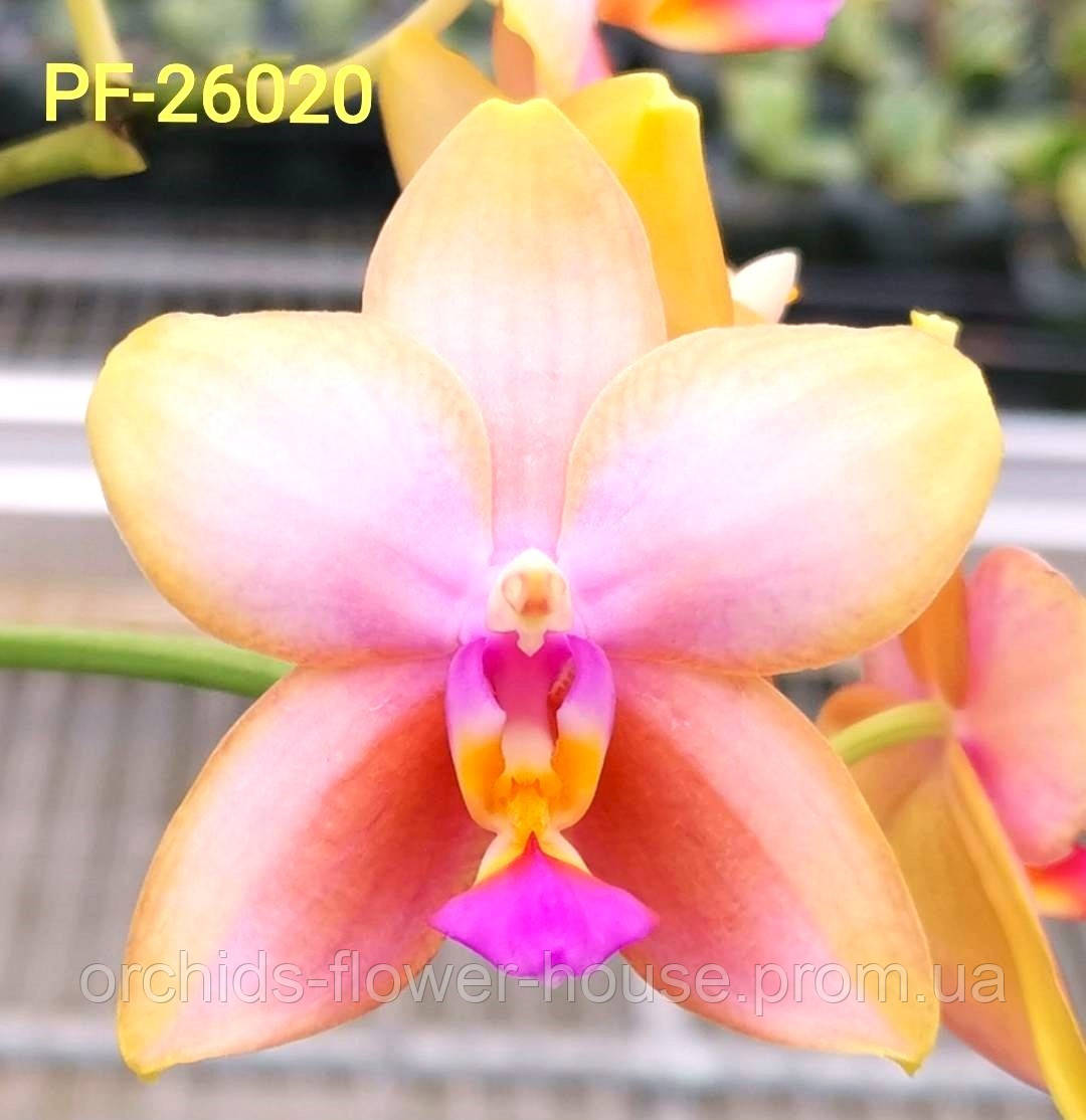 Орхідея Воскова Phal. 26020 підліток