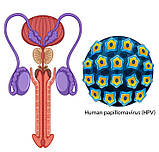 Експрес-тест на антиген вірусу папиломи людини (мазок), фото 4
