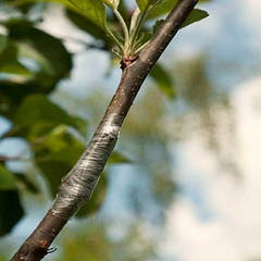 Інструменти для щеплення та окулювання