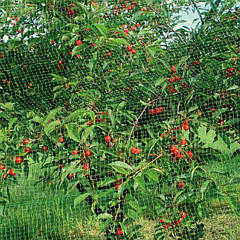 Сітка для захисту ягід від птахів