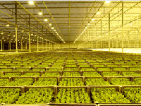 Освітлення рослин та комплектуючі