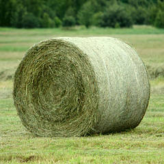 Сінов'язальна сітка та шпагат