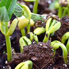 Органічне добриво