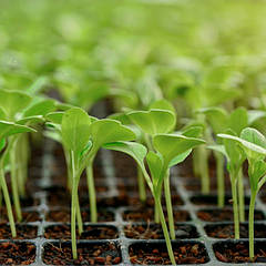 Горщики та касети для розсади