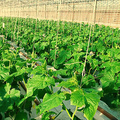 Шпагат підв'язувальний тепличний