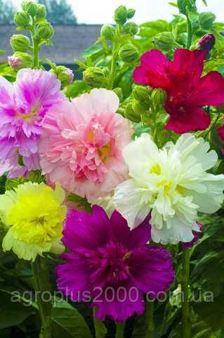 Насіння Мальва Монарх Суміш 0,2 грама Hem Zaden Професійне Насіння