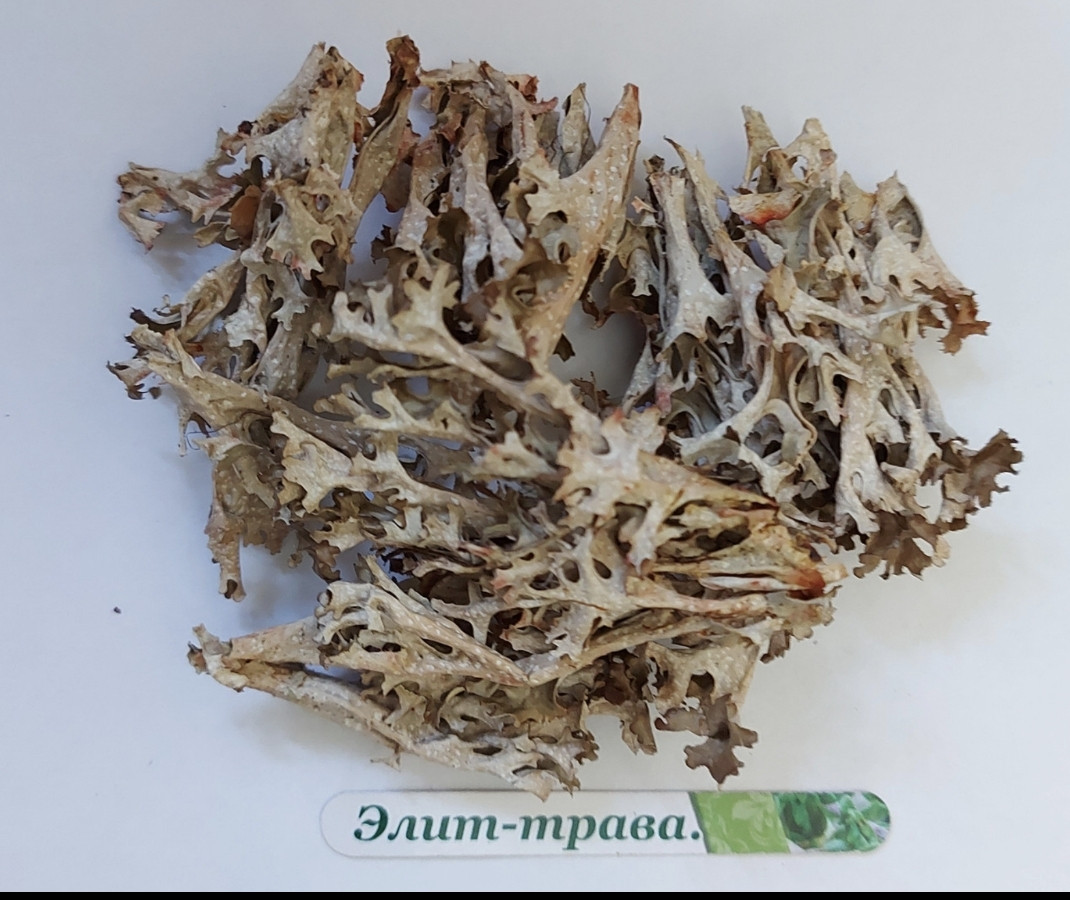 Ісландський мох 500 грамів