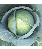 Капуста Галаксі F1 20шт / Nong Woo Bio, фото 2