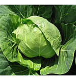 Капуста Голден Бол F1 20шт / Nong Woo Bio, фото 2