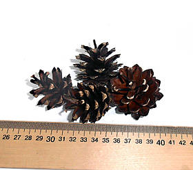 Шишки соснові