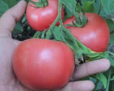 Насіння томату Ханні Мун F1 250 насінин (індетермінантний)