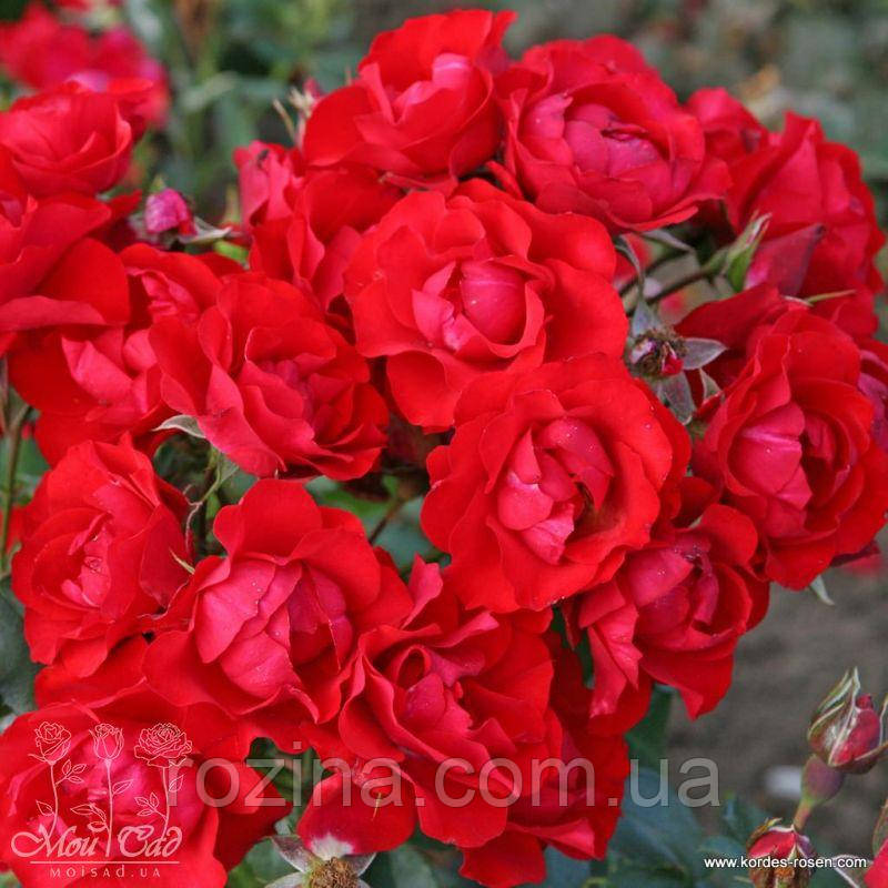 Саджанці троянди Black Forest Rose ADR(Блек Форест роуз)