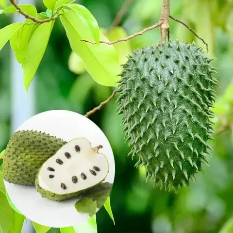 Саджанці аннона Муриката або черимойя Муриката (Гуанабана) (Annona Muricata)