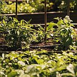 Крапельний шланг 1/2 Garden Line 15М  LAR4143, фото 4