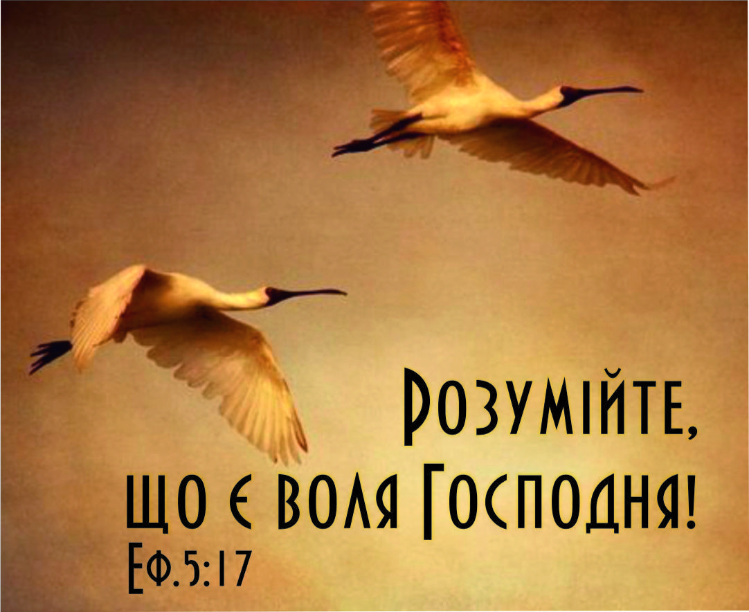 Міні-листівка: Розумійте, що є воля Господня! #183
