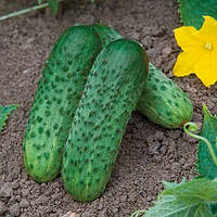 Караоке F1 (250 нас.) насіння огірка Rijk Zwaan