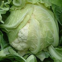 Сантамарія F1 (2500 нас.) насіння цвітної капусти Rijk Zwaan