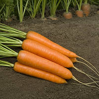 Монанта (50 г) насіння моркви Rijk Zwaan