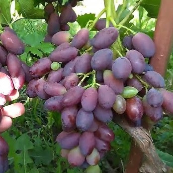 Саджанці винограду сорт Борисфен, напівупакований