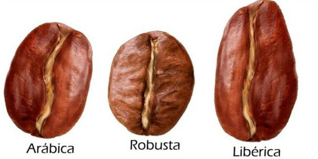 Кава Арабіка Кава Арабіка