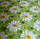 Пслід з мікрофібри Ромашки, 160*210, 200*220, Польща, фото 3