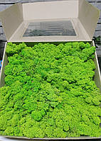 Стабілізований мох ягель для декору Норвегія grass green light № 79 - 1000 грамм швидка відправка якість