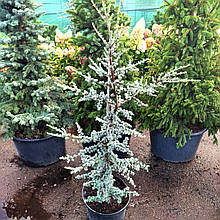 Кедр ліванський Хорстман / h 60-80 / Cedrus libani Horstmann