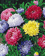 Картина за номерами Brushme Різнобарвні айстри 40х50 см BS54120