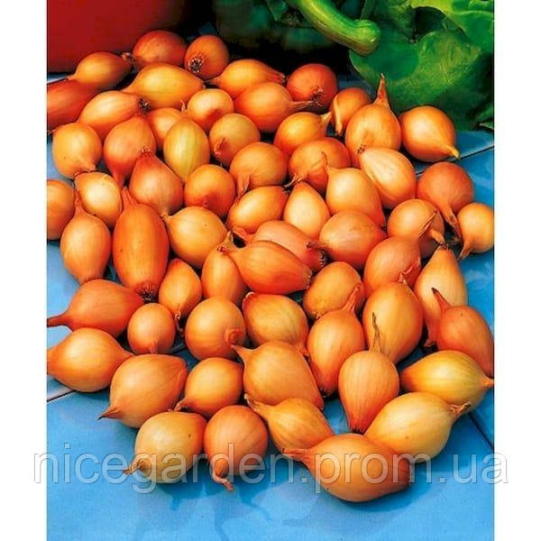 Лук севок Центурион 10/21 Broer 10 кг (ID#2331120973), цена: 1254 ...