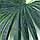 Штучне листя Engard Fan Palm 98 см (DW-32), фото 2