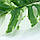 Штучне листя Engard Monstera Alba, 73 см (TW-54), фото 6