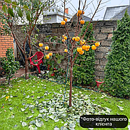 Хурма Медобора (дворічна) - привита, середня, самоплідна, морозостійка, фото 4