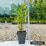 Гранат Ахмар – крупноплідний, солодкий, морозостійкий Р9, фото 5