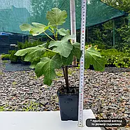 Саджанці інжиру ДАФ (Джин Ао Фен) 2-х річний - ремонтантний, самоплідний, урожайний, фото 2