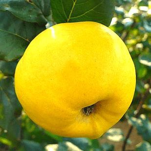 Саджанці Айви яблуковидної Відмінниця - осіннього строку, невибаглива, морозостійка, фото 1