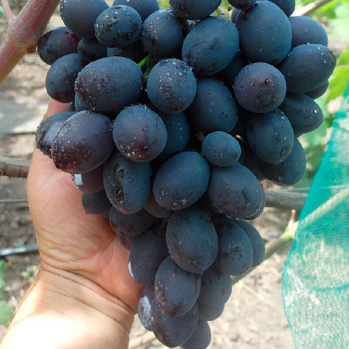 Саджанці Винограду Каталонія - раннього терміну, морозостійкий, великоплідний, фото 1